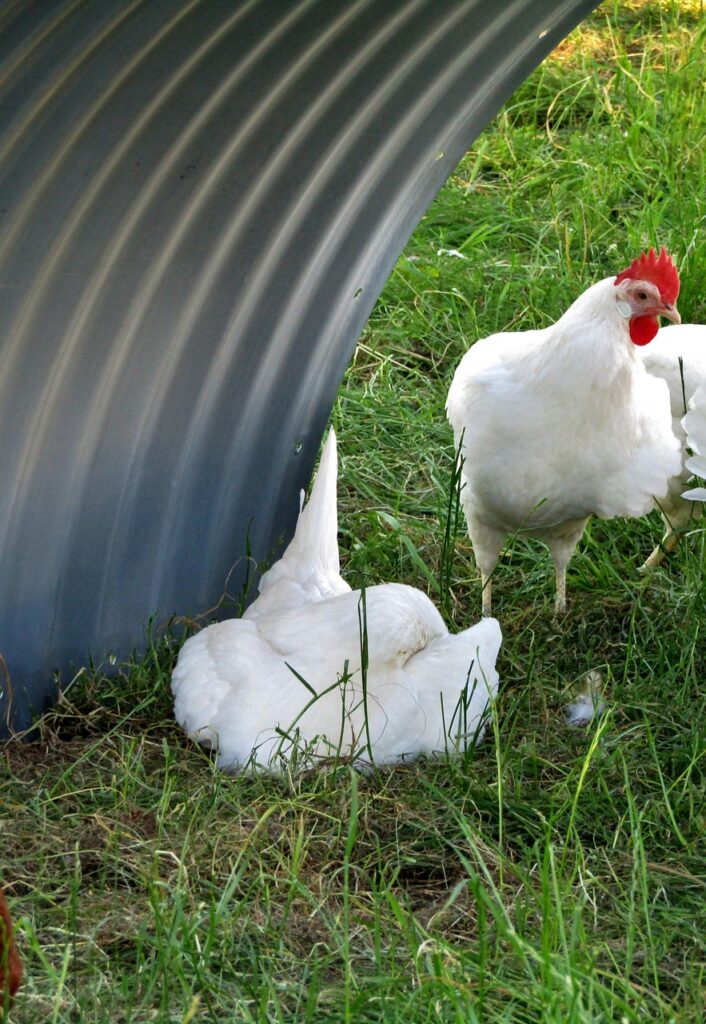 hen, chicken, rest break, white, chicken mobile, poultry, agriculture, single shot