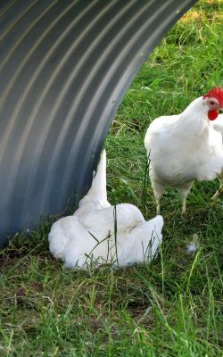 hen, chicken, rest break, white, chicken mobile, poultry, agriculture, single shot